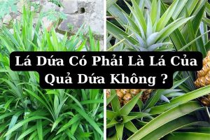 Lá Dứa Có Phải Là Lá Của Quả Dứa Không