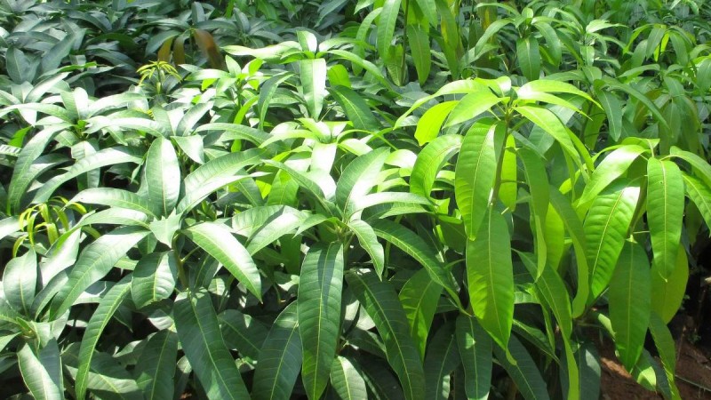 nuoc-la-xoai-tri-tieu-duong