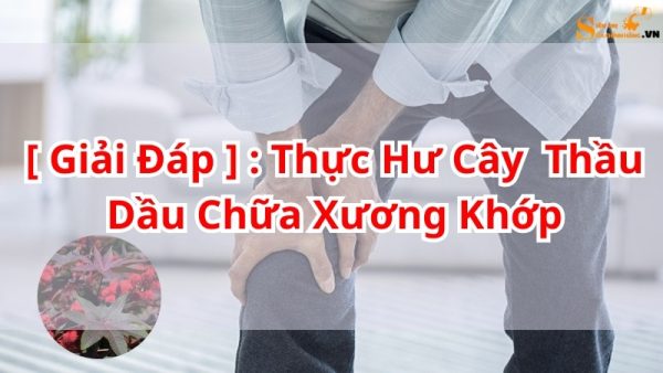 cay-thau-dau-dieu-tri-xuong-khop