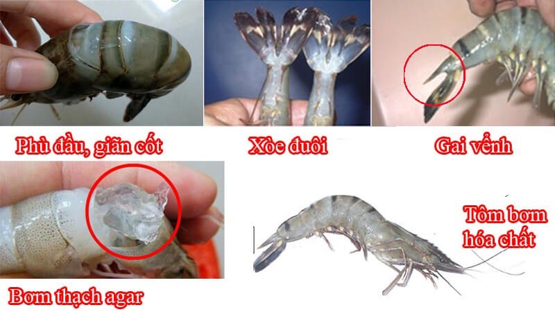 cach-chon-tom-tuoi