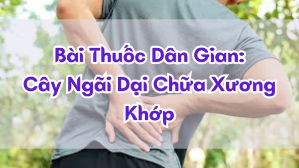cay-ngai-dai-chua-xuong-khop-tai-nha