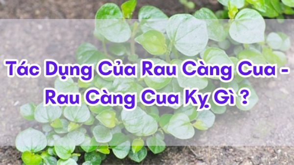 tac-dung-cua-rau-cang-cua-rau-cang-cua-ky-gi