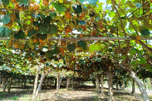 Đặc điểm của kiwi