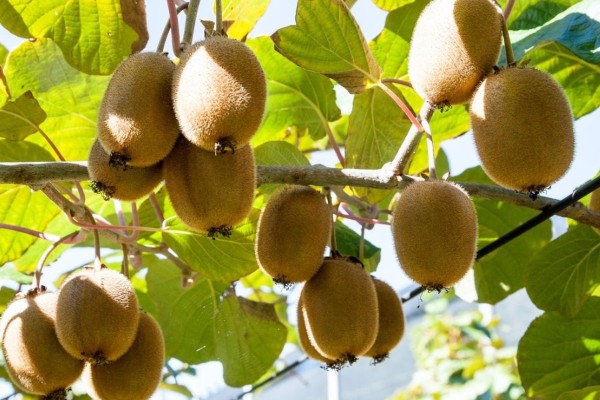 Công dụng của kiwi