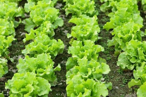công dụng của rau xà lách