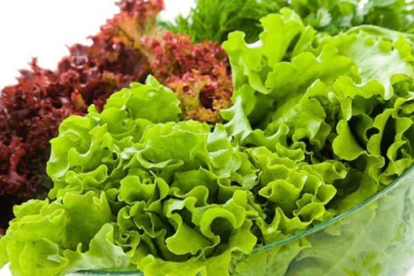 Tổng quan về rau xà lách