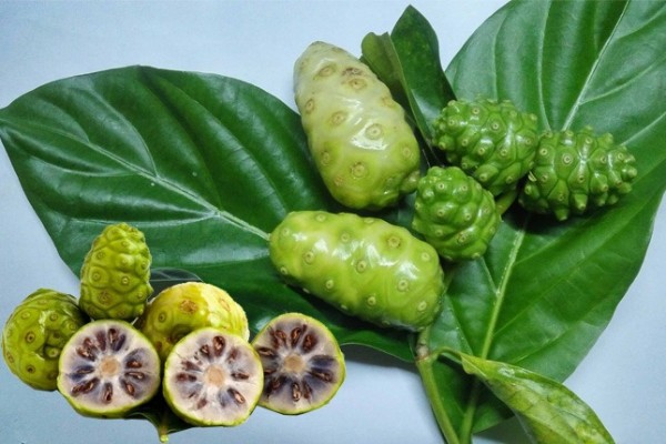 ai không nên ăn trái hàu
