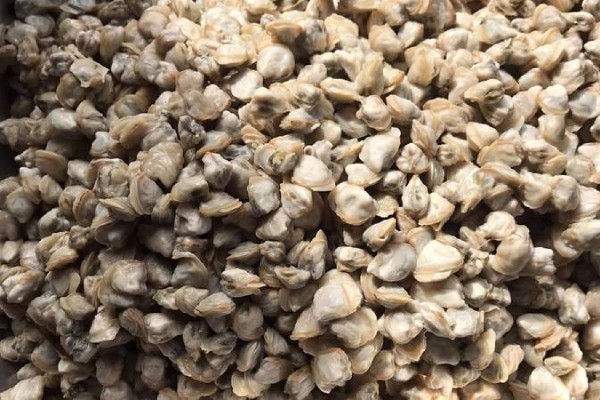 công dụng của hến