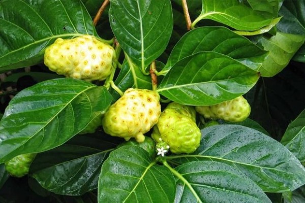 lợi ích của trái hàu