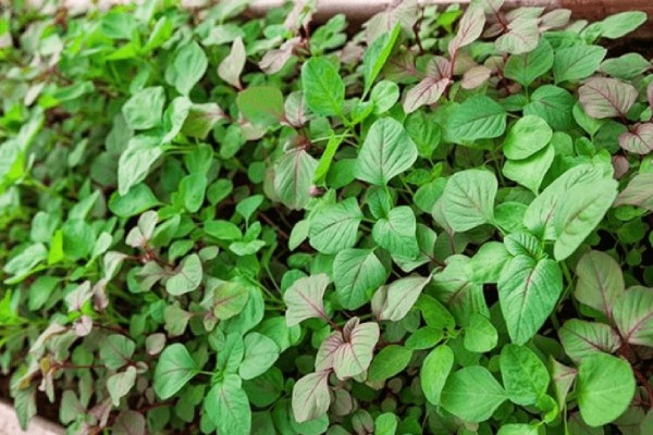 tác dụng của rau dền