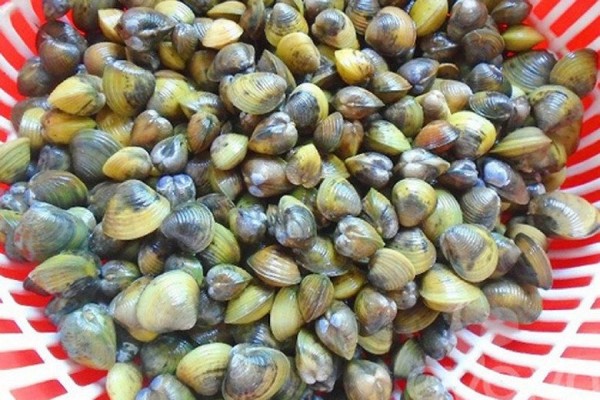 tổng quan về hến